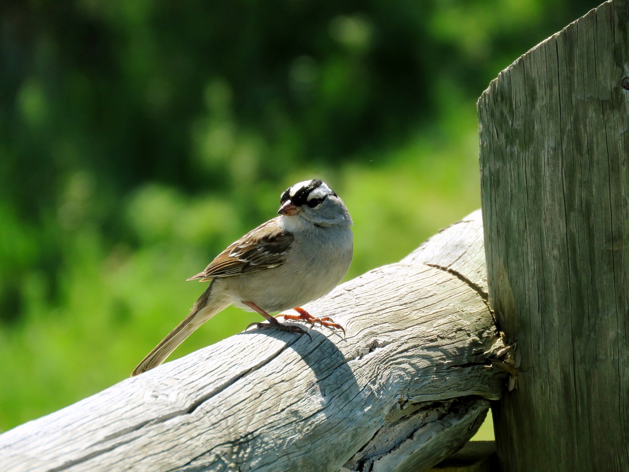 sparrow bird nature free photo