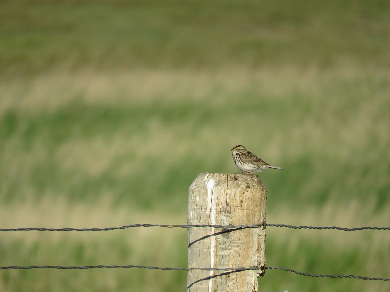 sparrow fence nature free photo