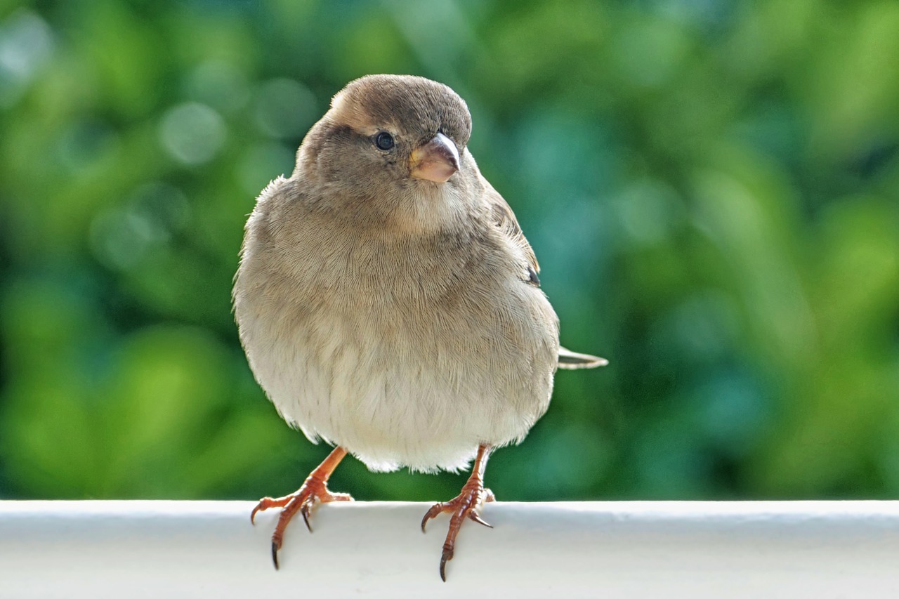 sparrow sperling house sparrow free photo