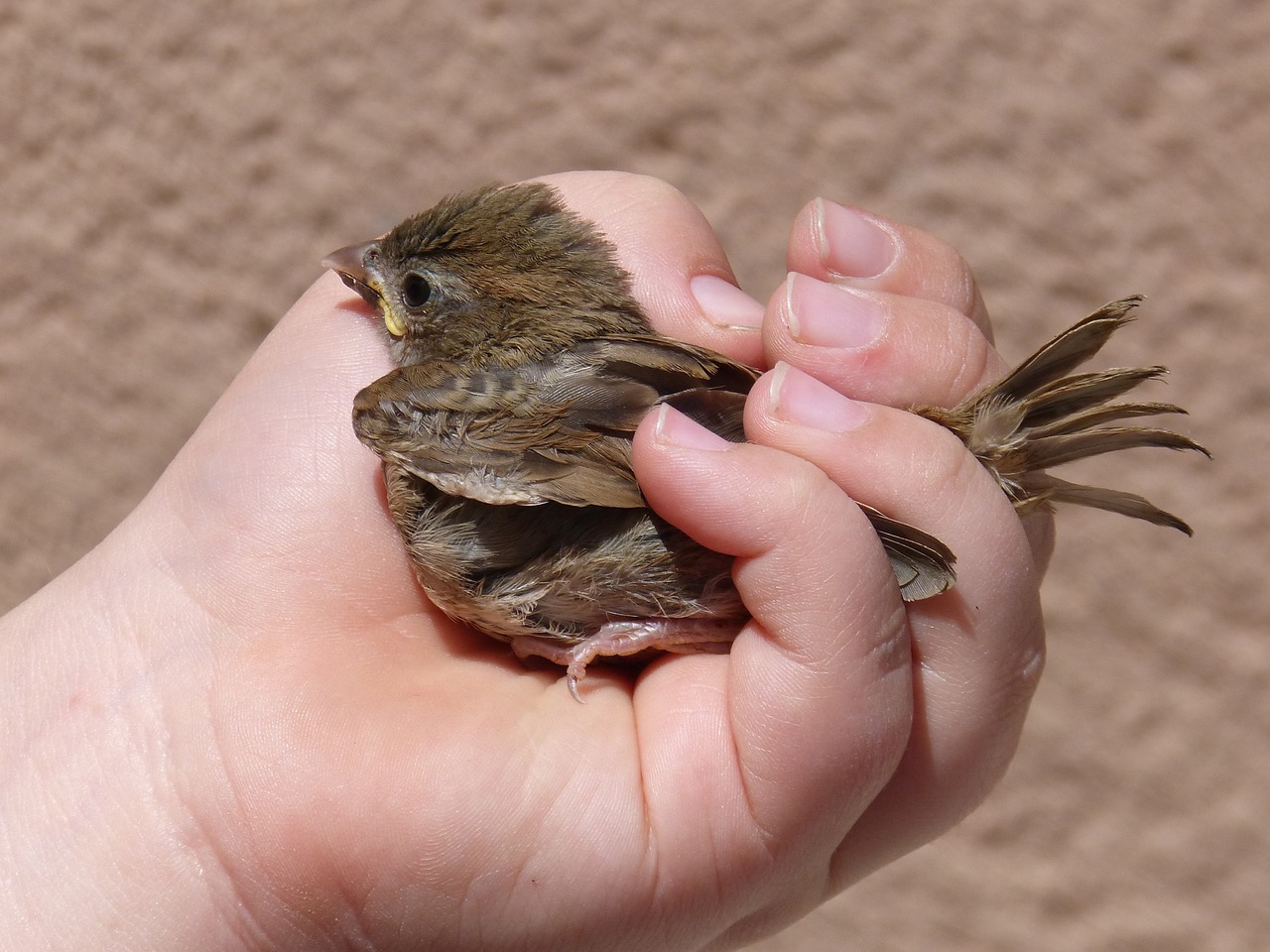 sparrow chick hand free photo