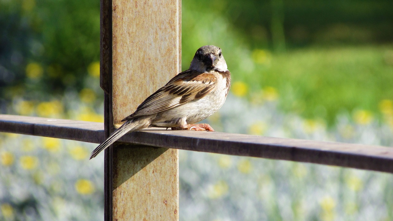 sparrow bird sitting free photo