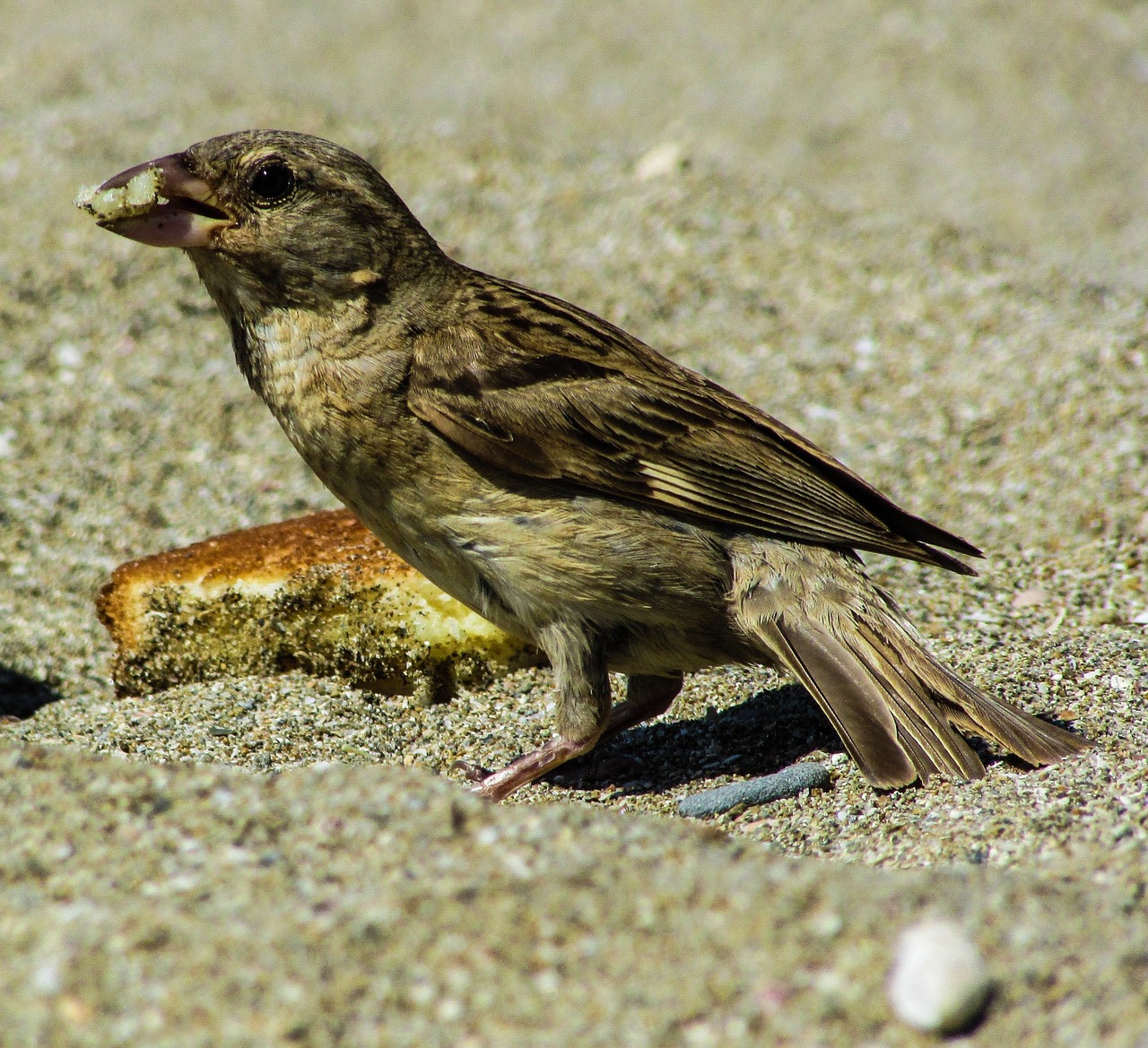 sparrow eating bird free photo