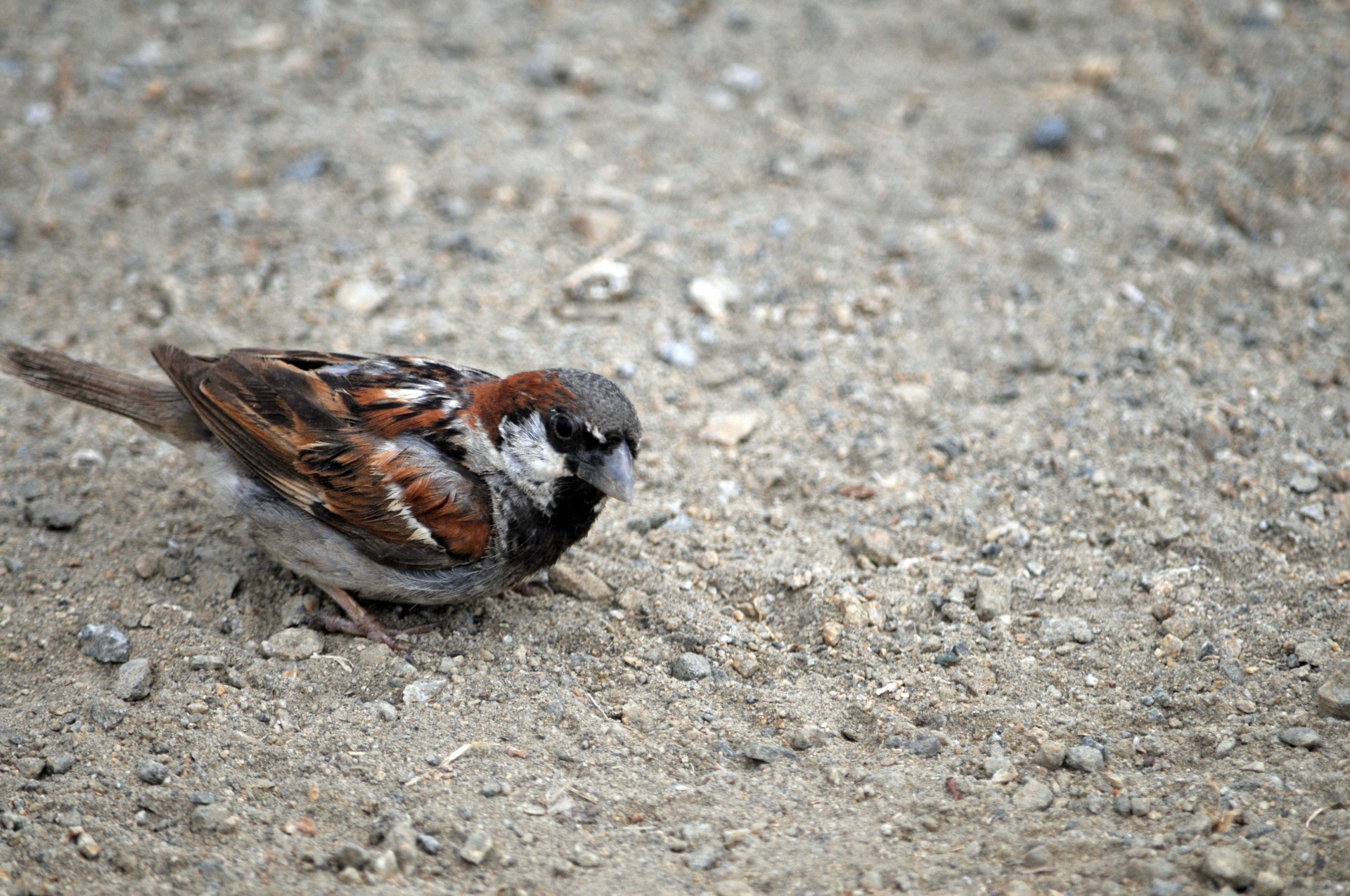 sparrow bird birds free photo