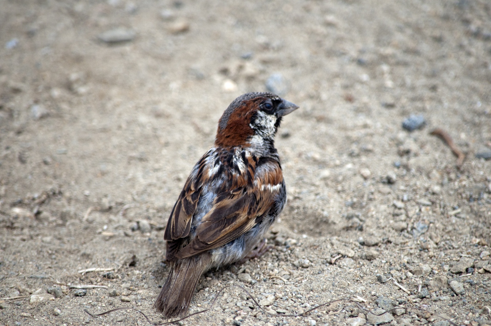 sparrow bird birds free photo