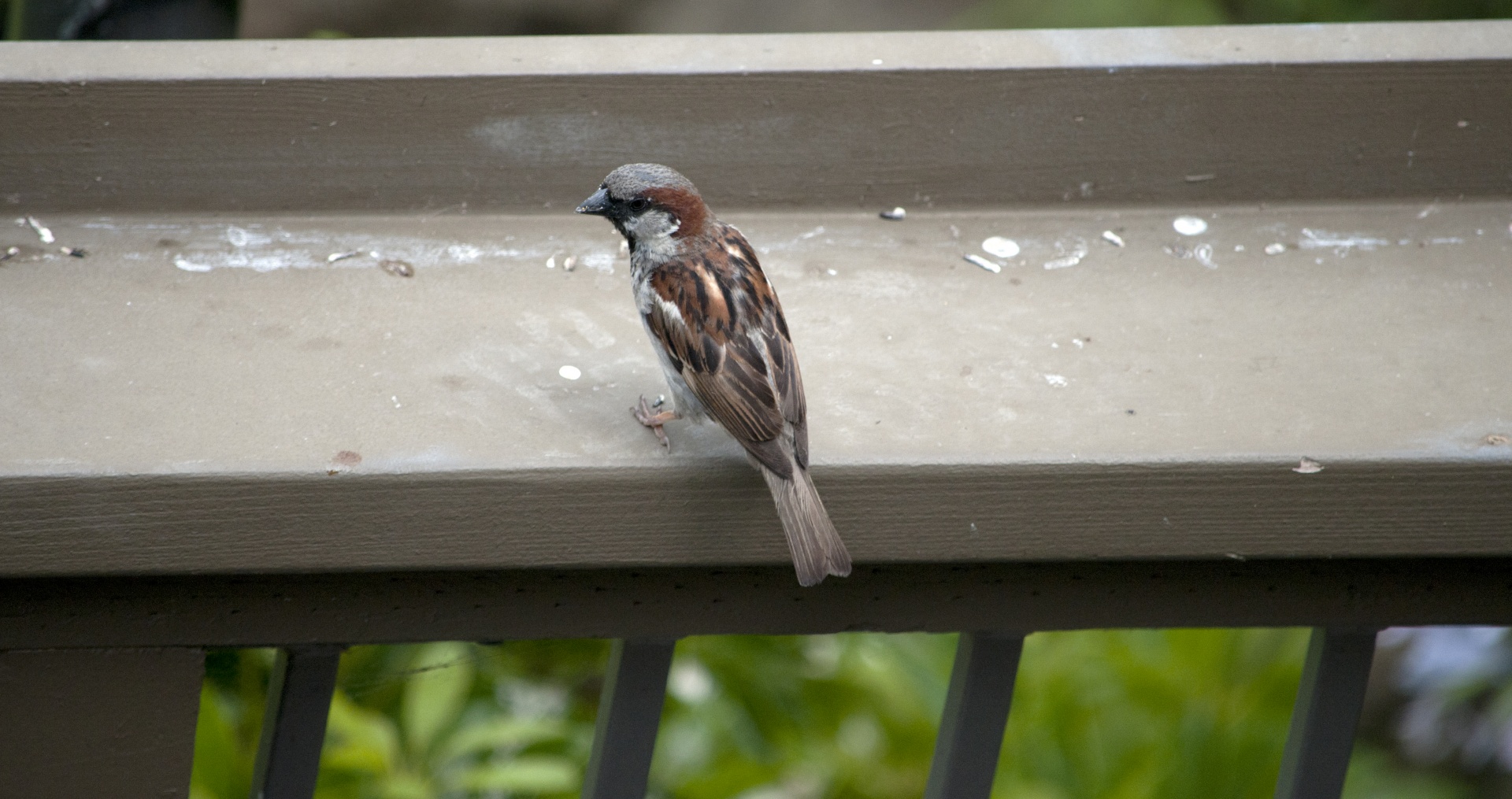 sparrow bird birds free photo