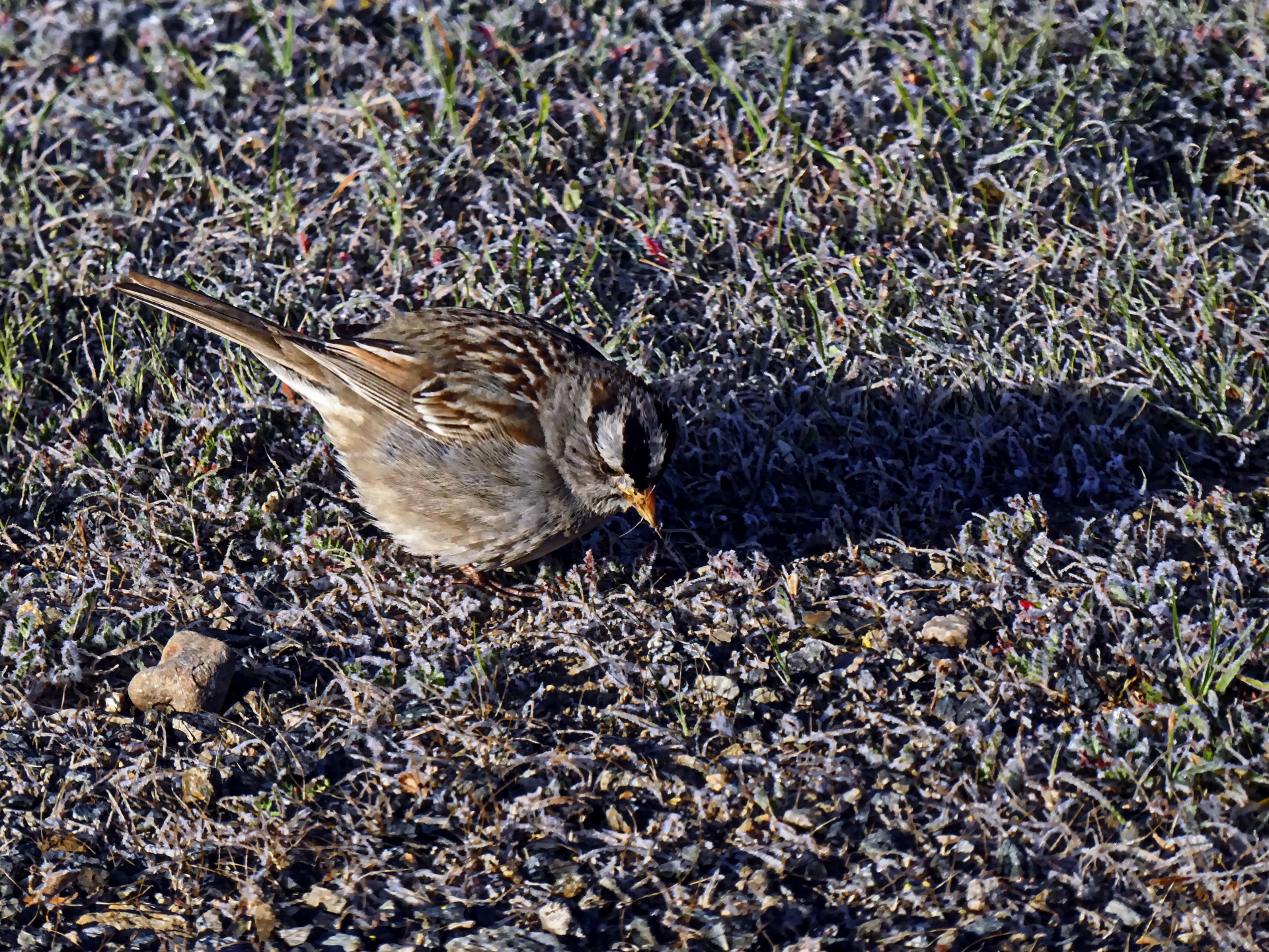 bird birds wildlife free photo