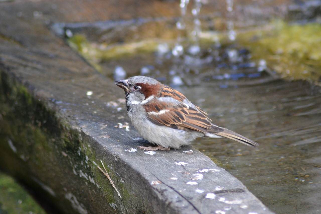 sparrow bird close free photo