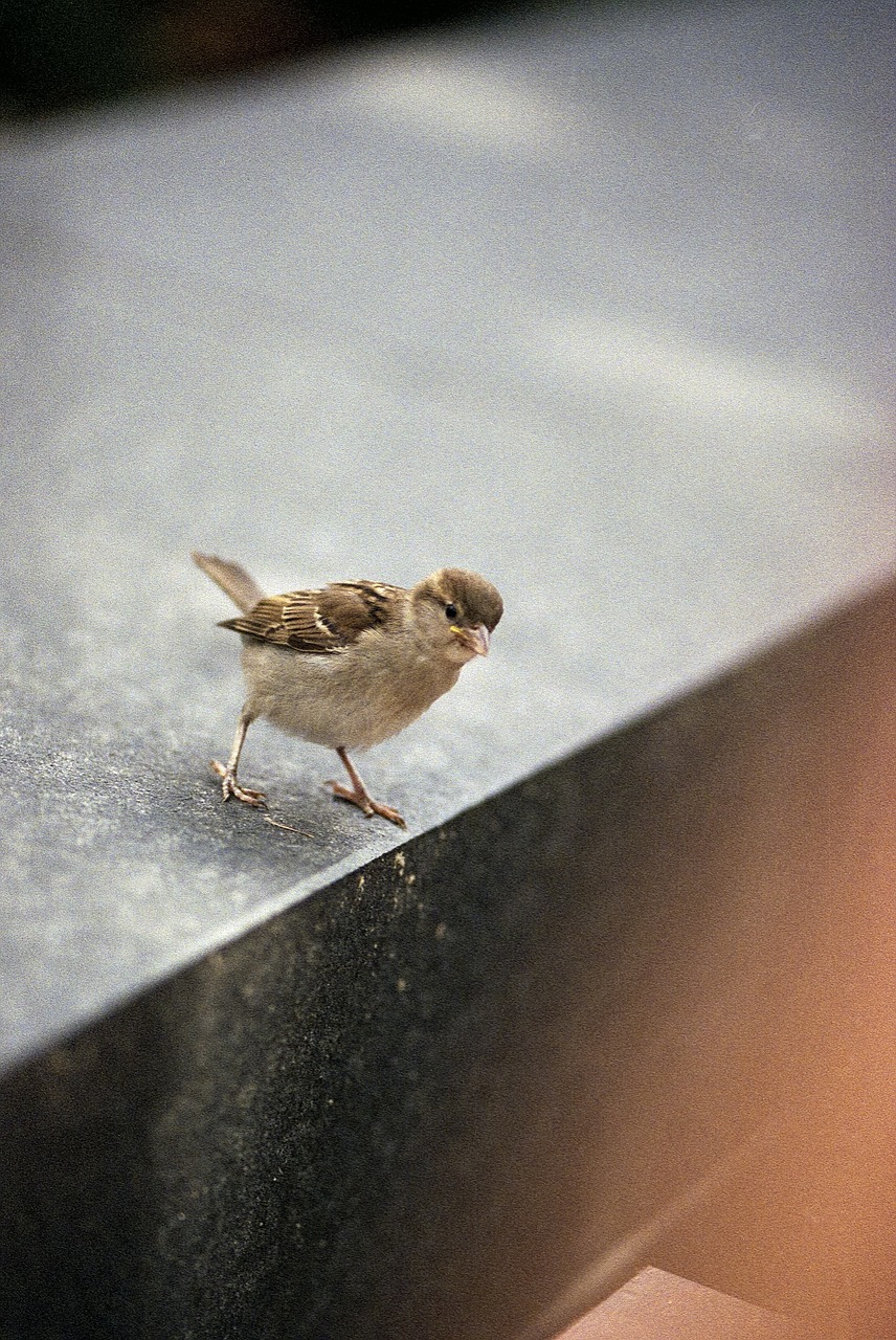 sparrow little bird free photo