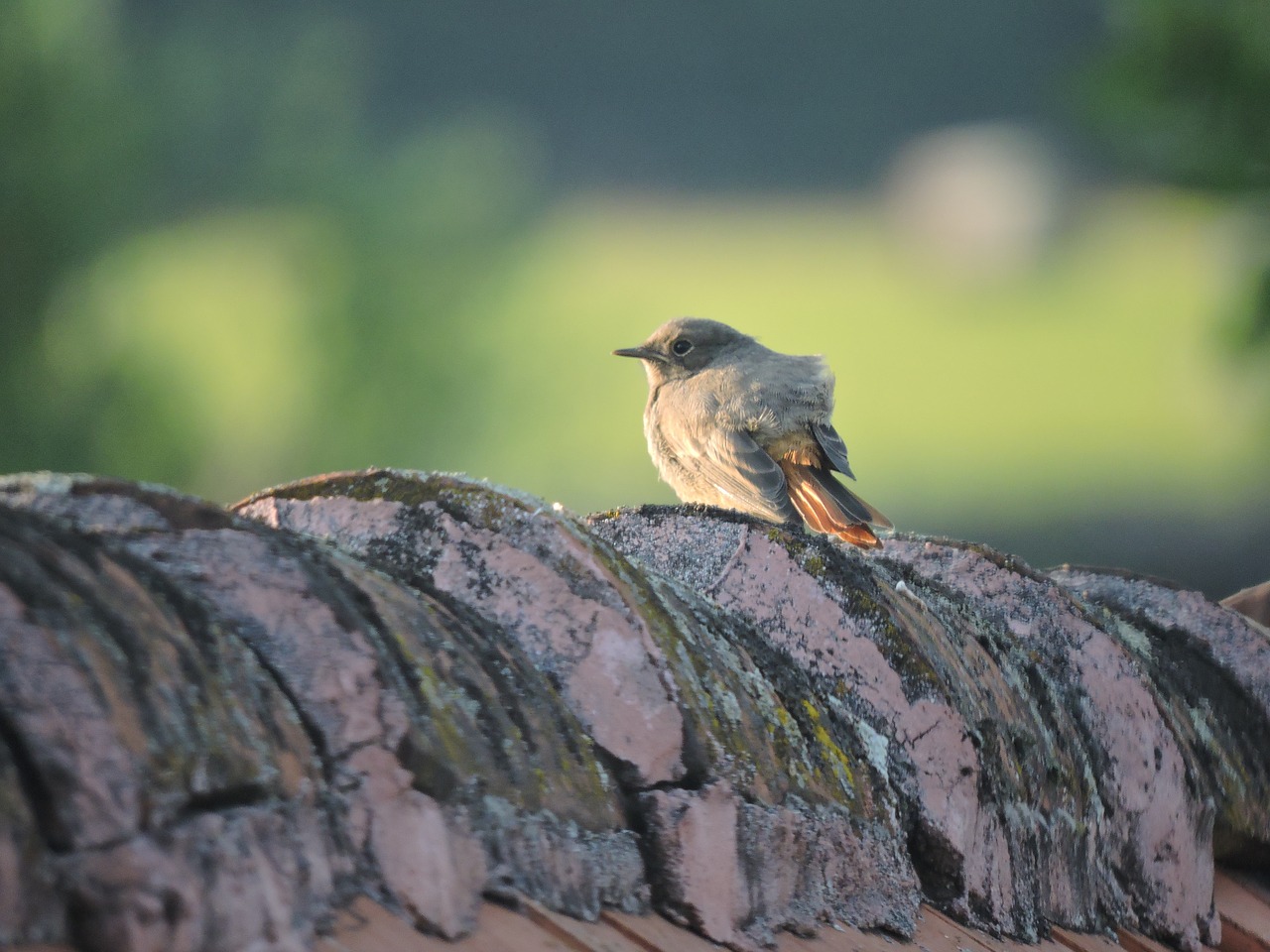 sparrow roof village free photo