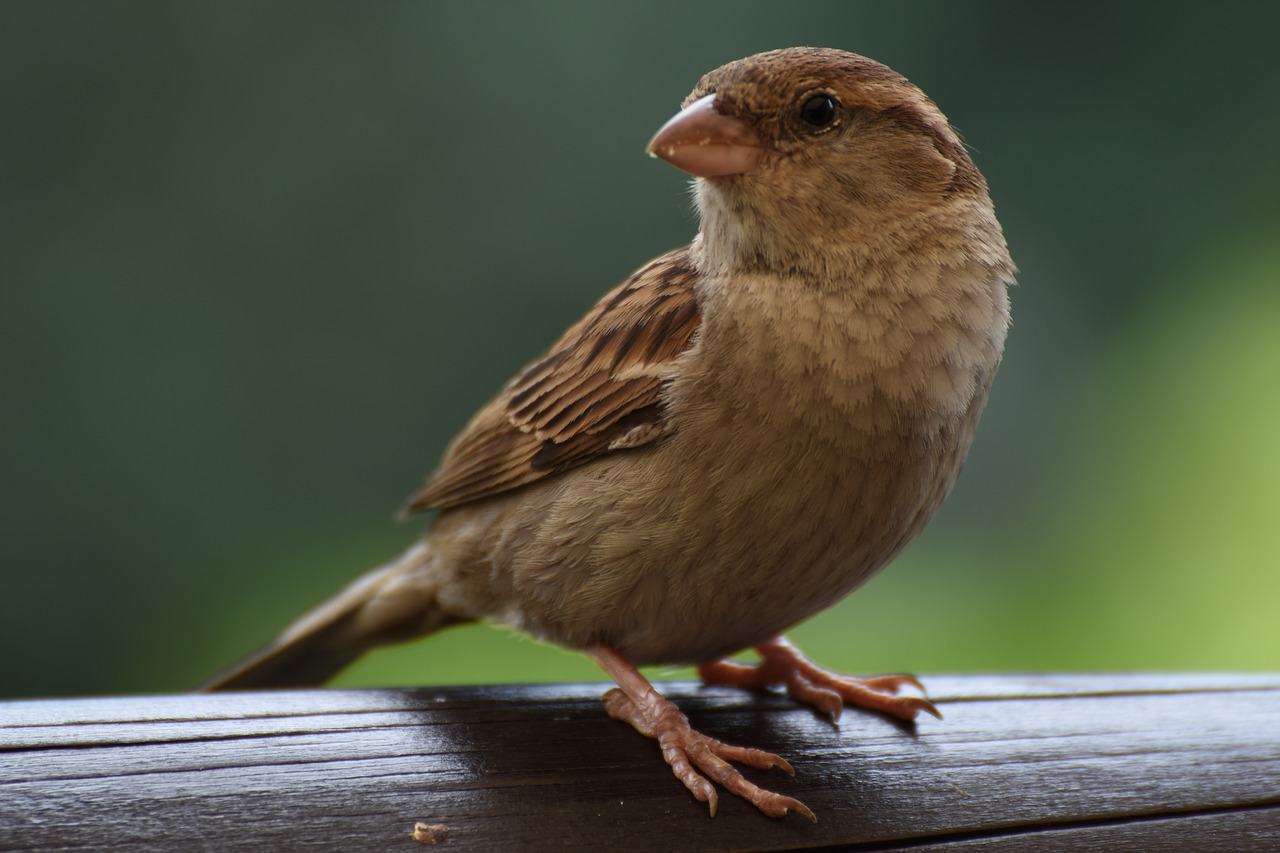 sparrow bird plumage free photo