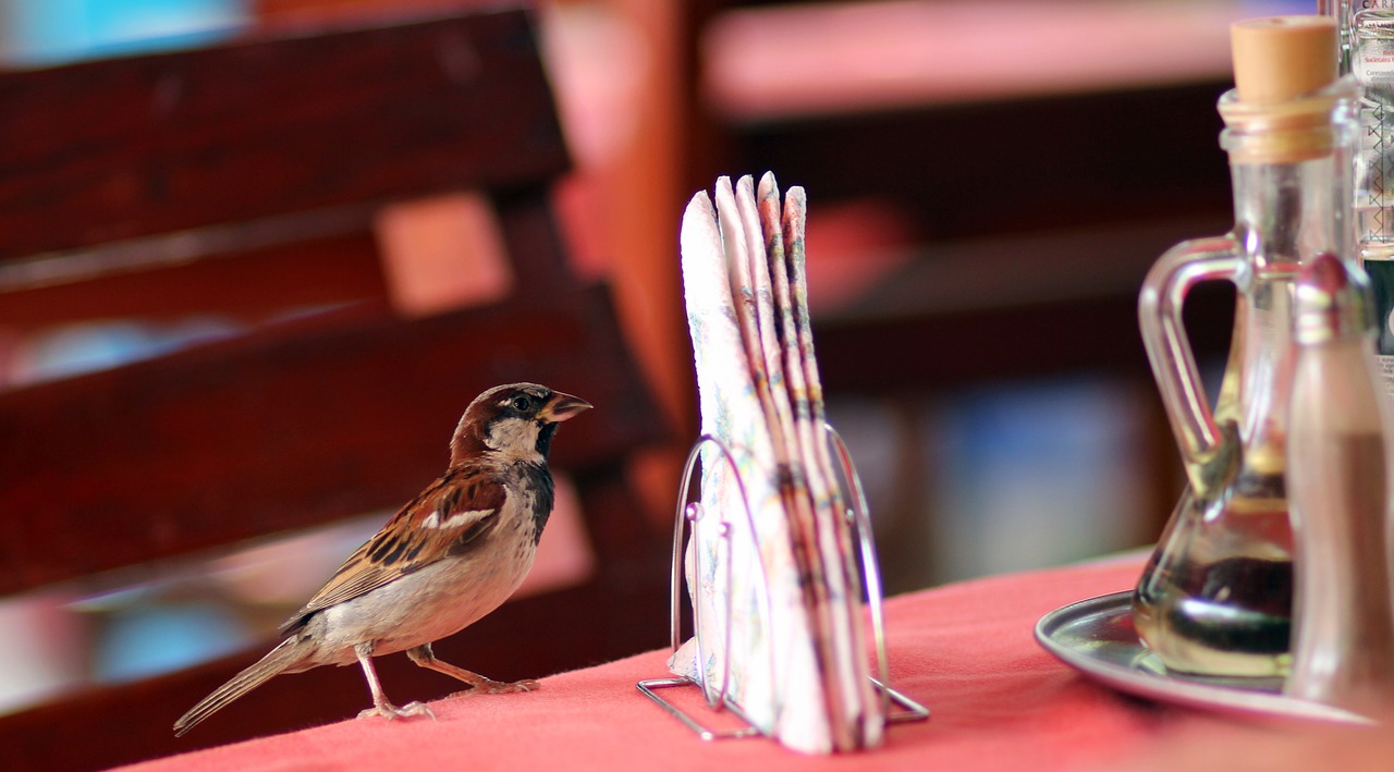 sparrow table restaurant free photo