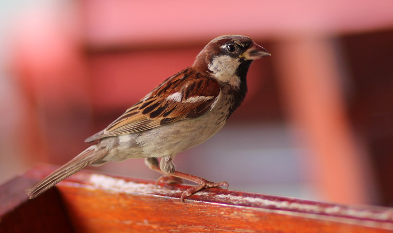 sparrow birds rest free photo