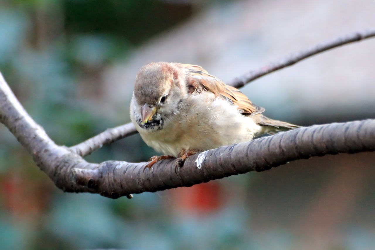 sparrow sperling bird free photo