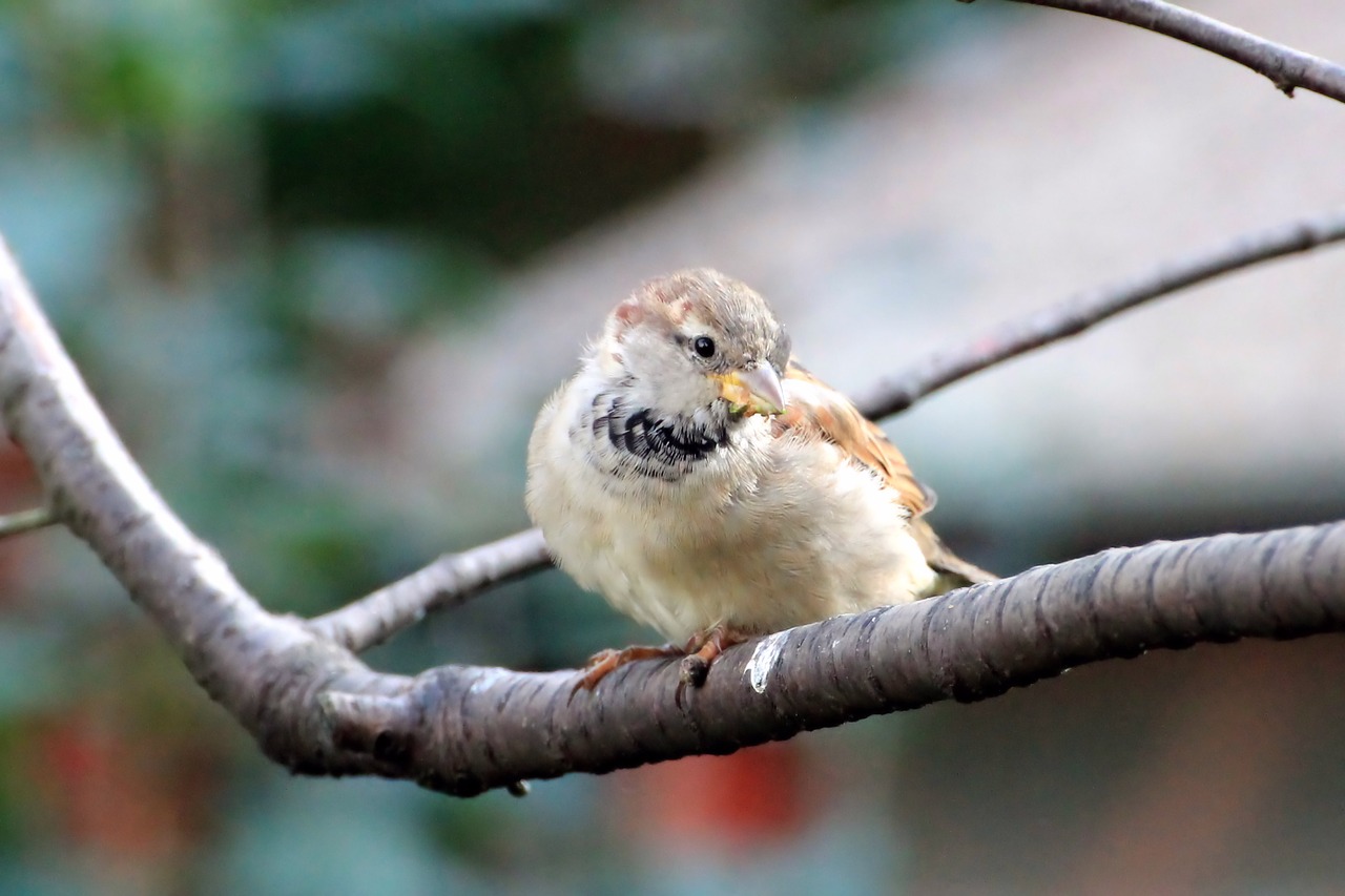 sparrow sperling bird free photo