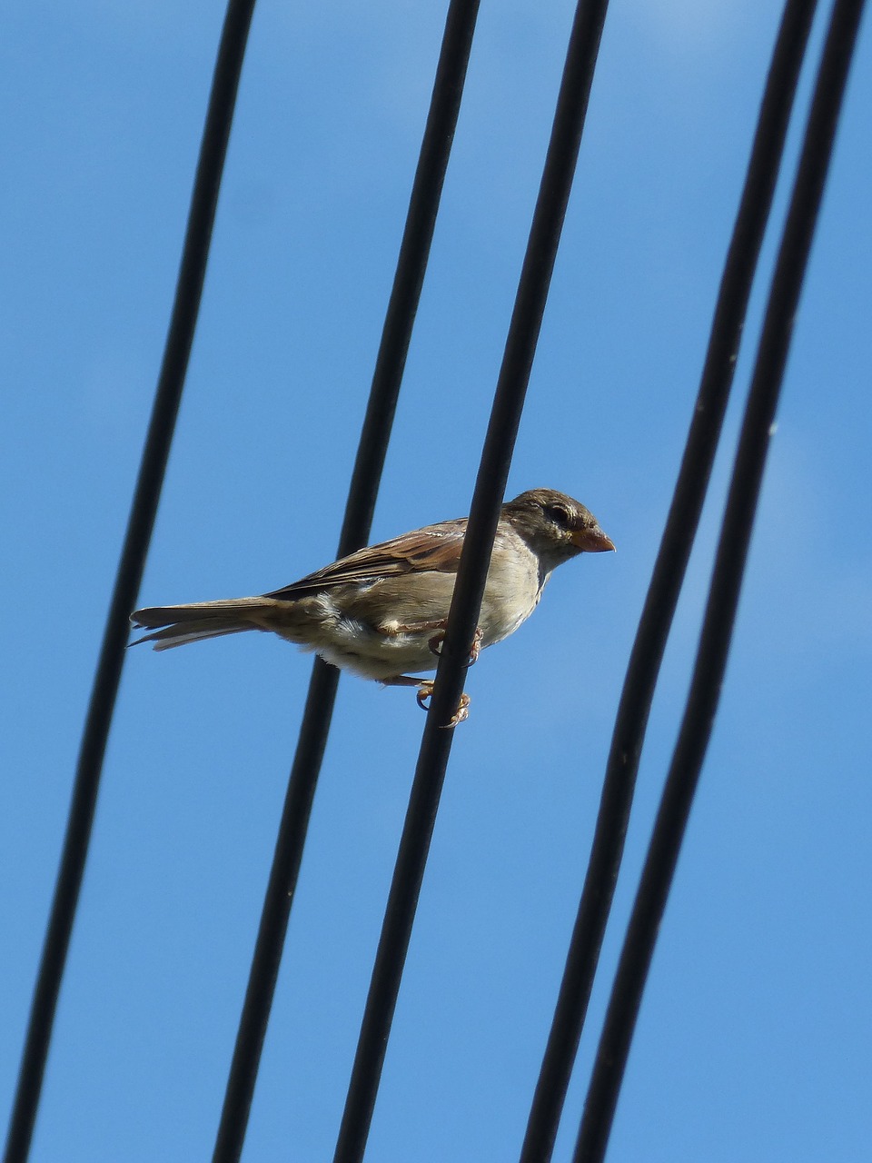 sparrow bird cables free photo