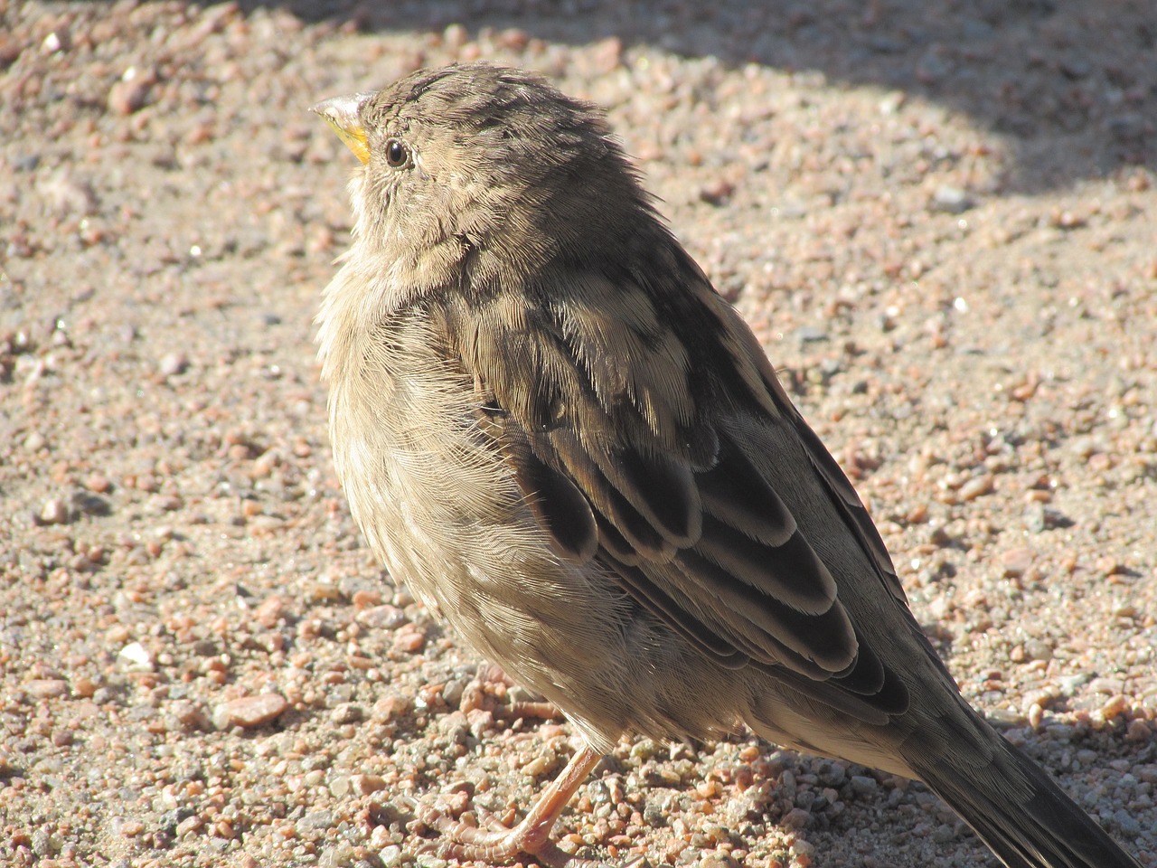 sparrow birds feathered race free photo