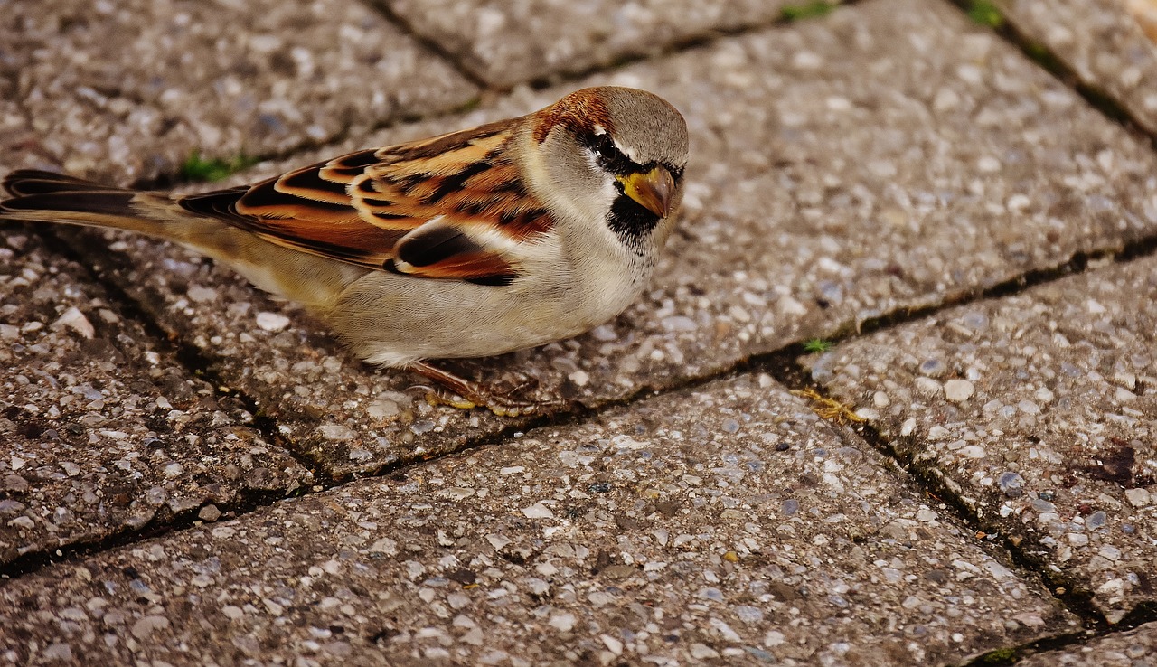 sparrow bird small free photo