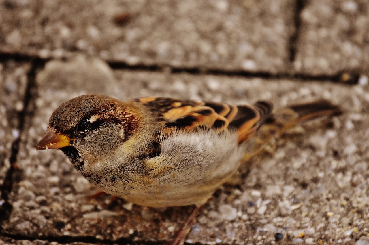sparrow bird small free photo