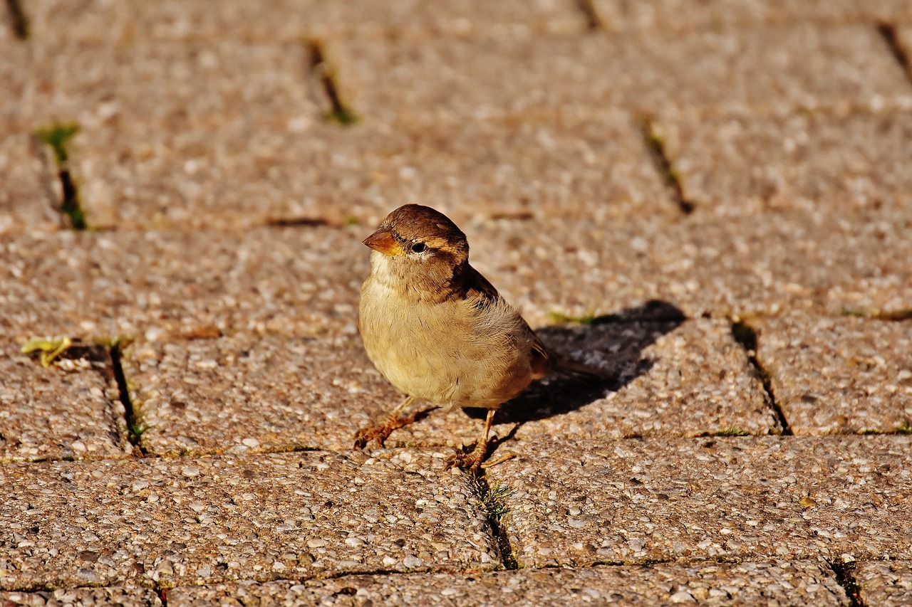 sparrow bird small free photo