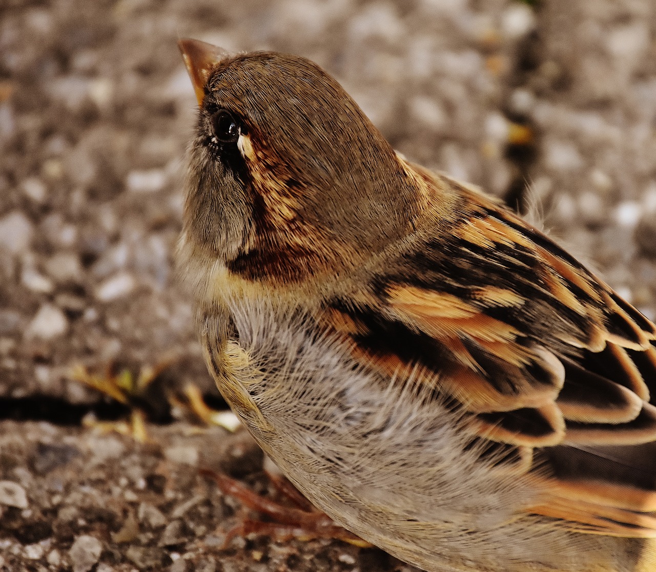 sparrow bird small free photo