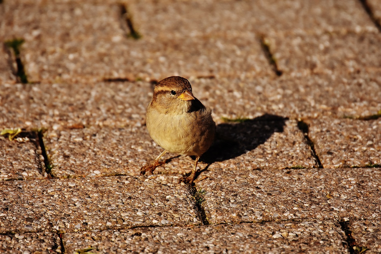 sparrow bird small free photo