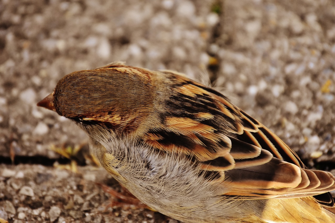 sparrow bird small free photo