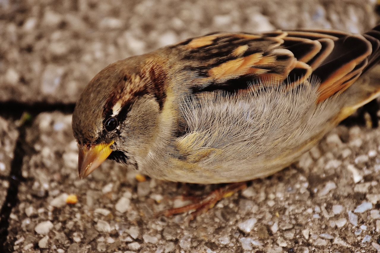 sparrow bird small free photo