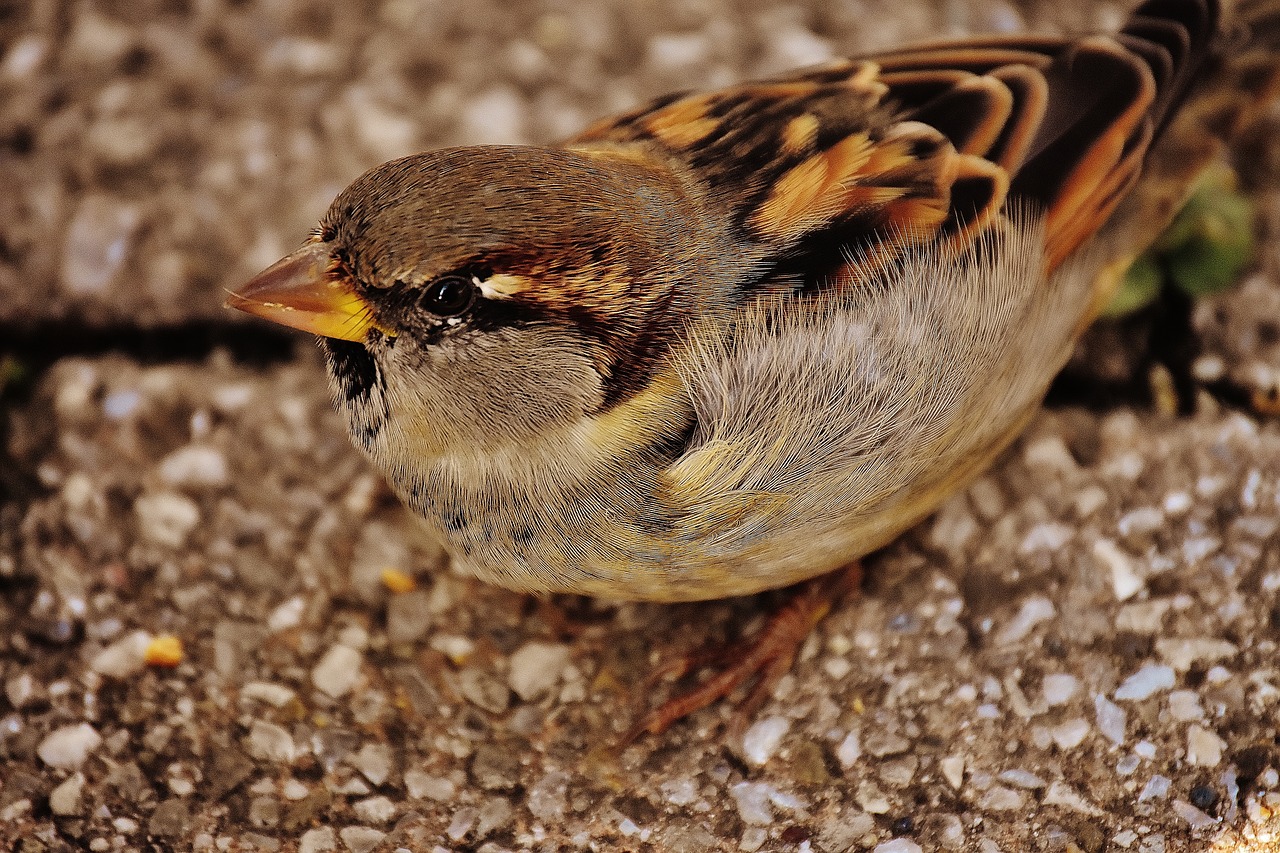 sparrow bird small free photo