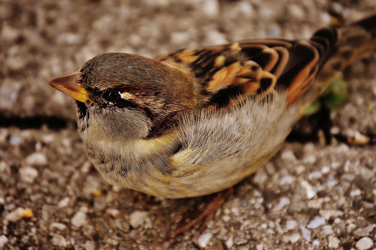 sparrow bird small free photo