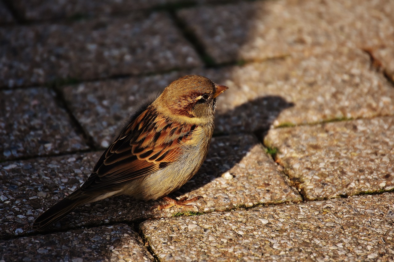 sparrow bird small free photo