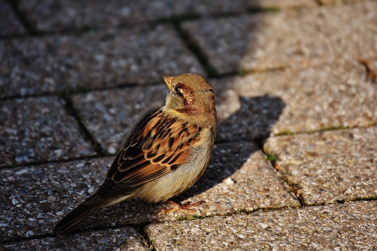 sparrow bird small free photo