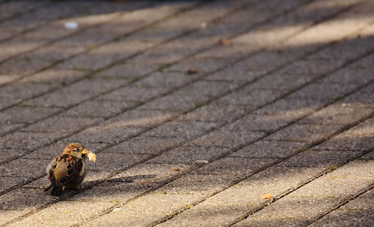 sparrow bird small free photo