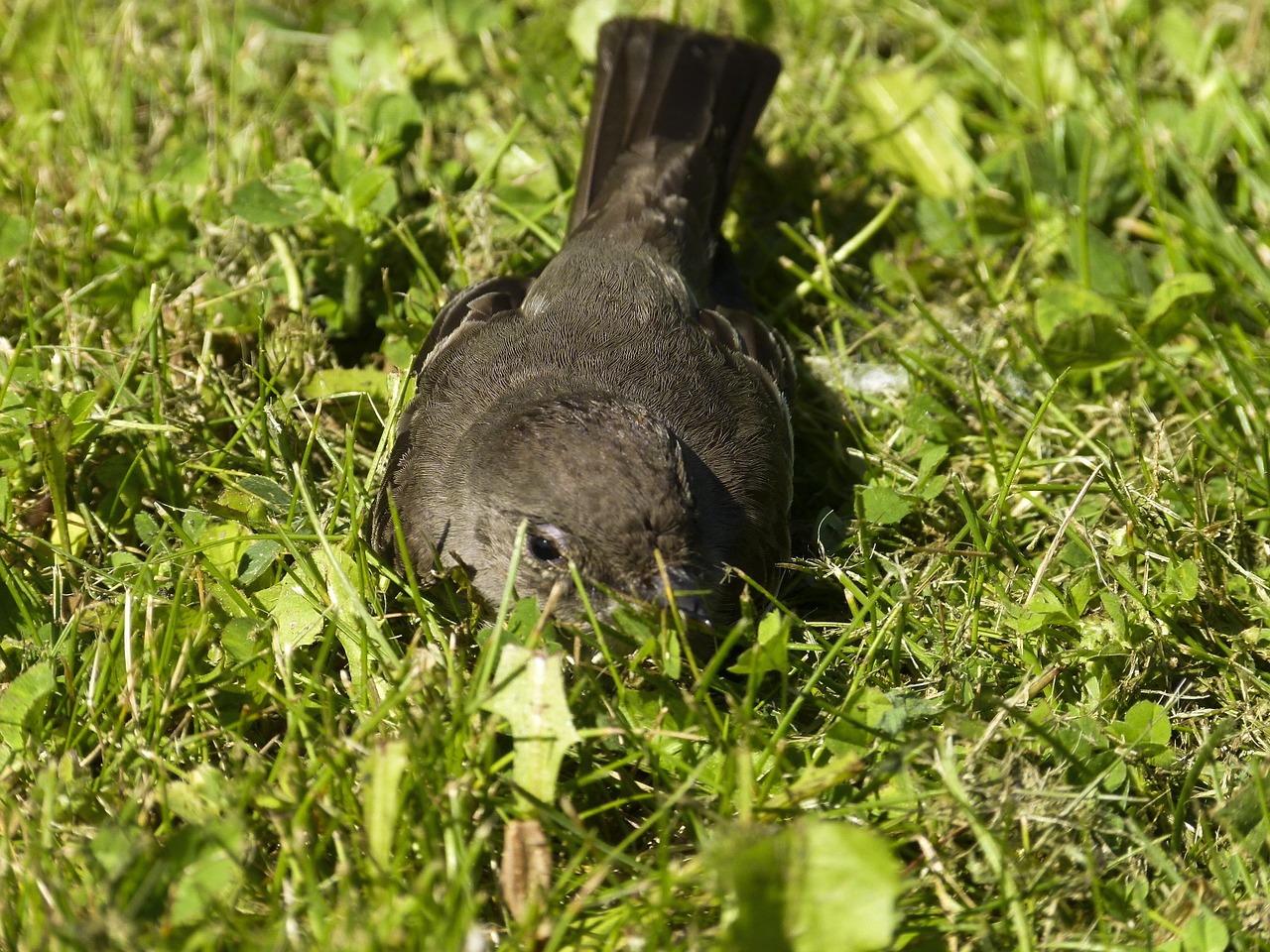 sparrow sperling bird free photo