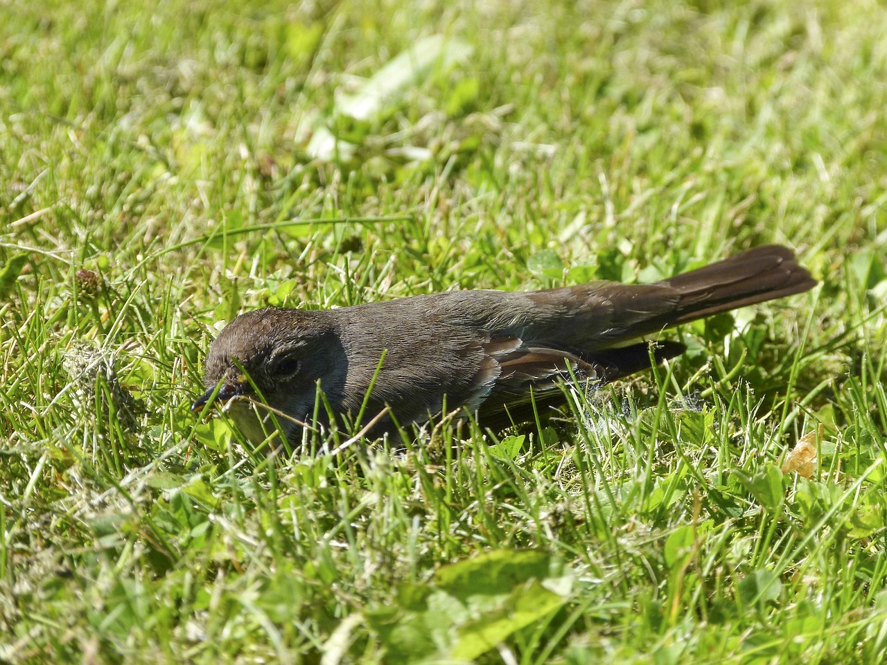 sparrow sperling bird free photo