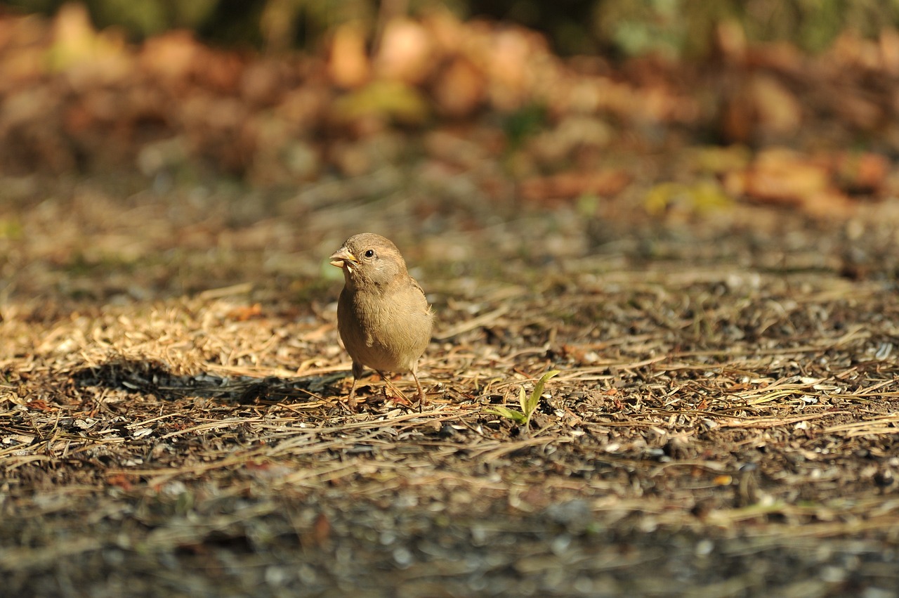 sparrow bird nature free photo