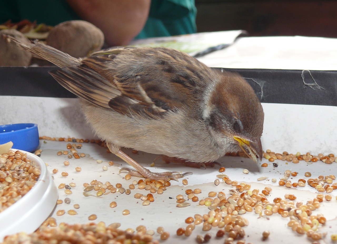 sparrow bird birds free photo