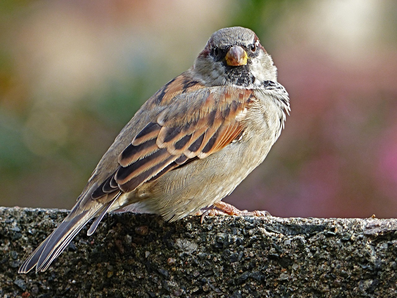 sparrow wall background blurred free photo