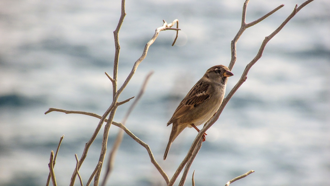 sparrow bird tree free photo