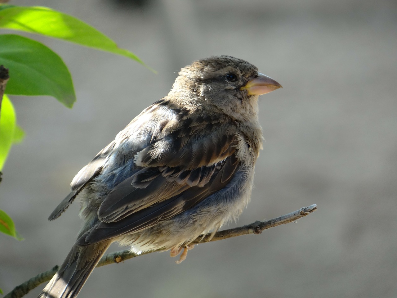 sparrow bird feather free photo