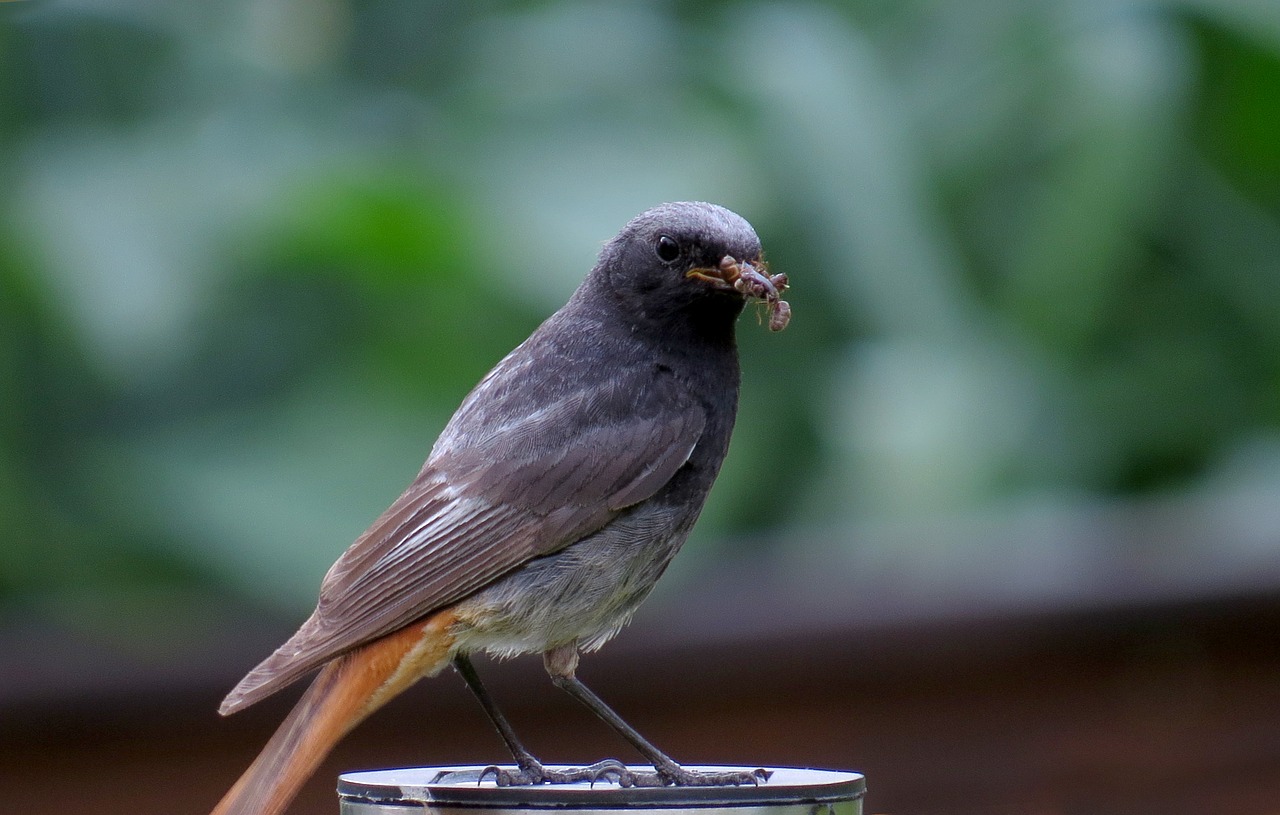 sparrow bird animal free photo