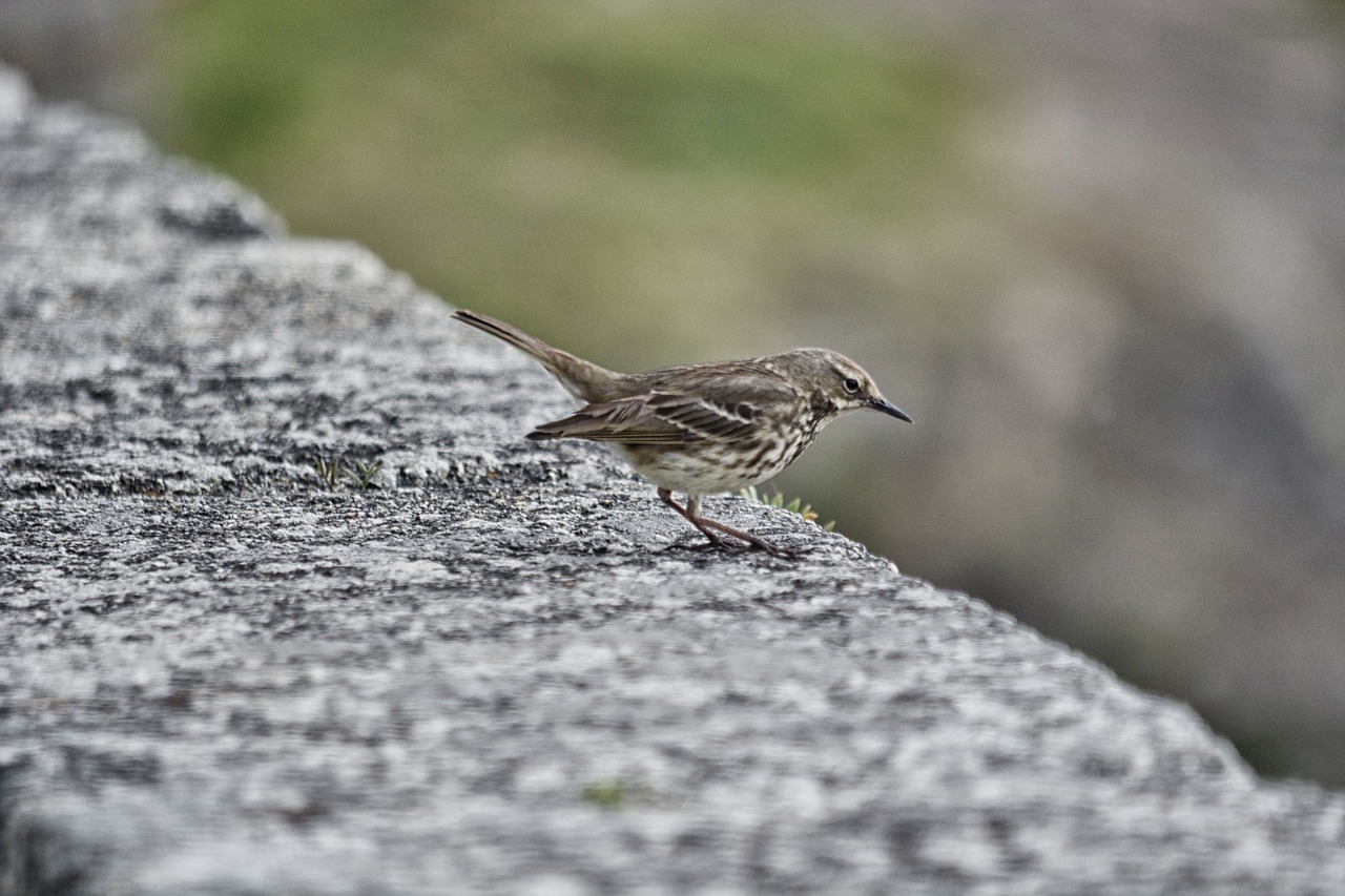 sparrow bird animal free photo