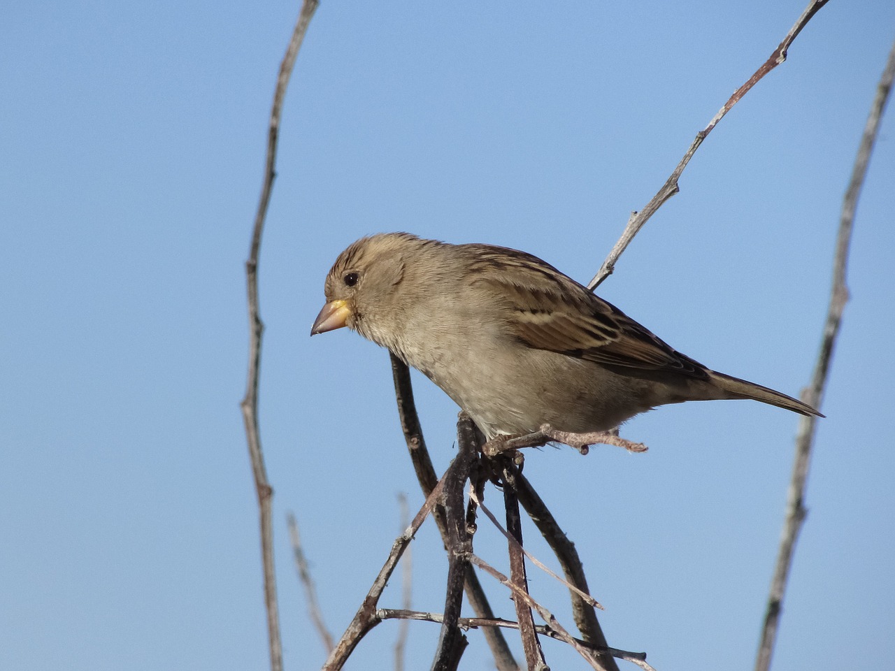 sparrow bird tree free photo