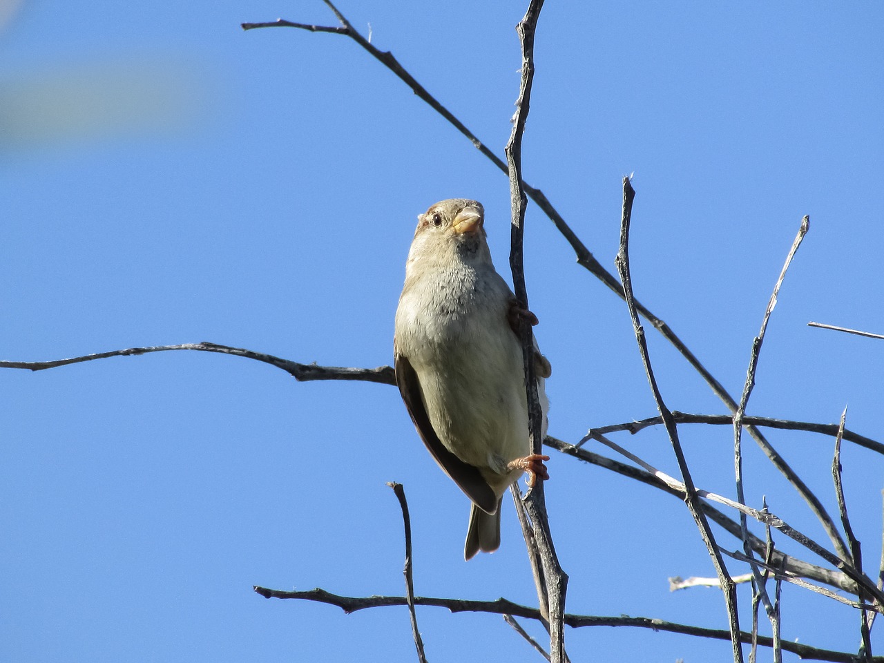 sparrow bird looking free photo
