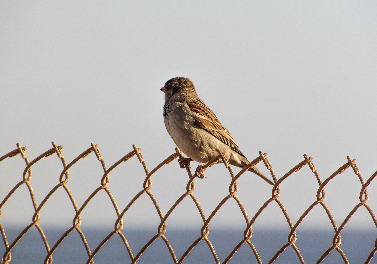 sparrow wire bird free photo