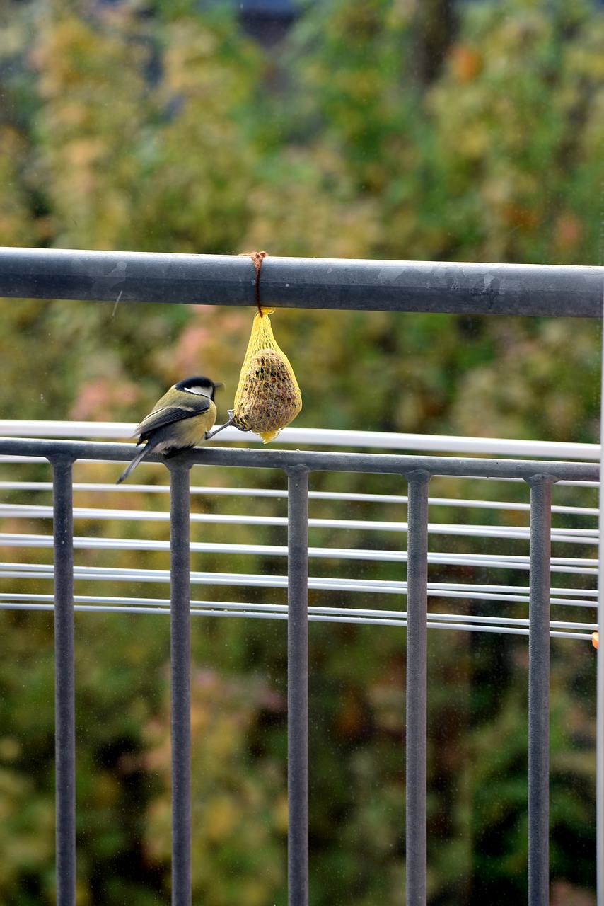 sparrow bird food free photo