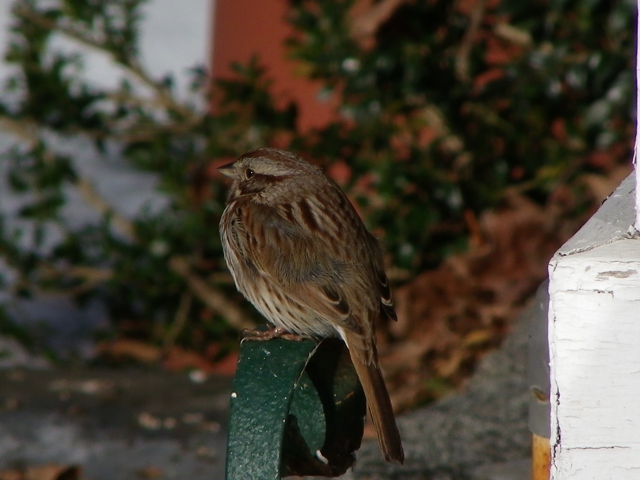 sparrow winter boot scraper free photo