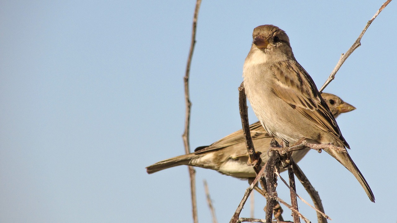 sparrow standing tree free photo