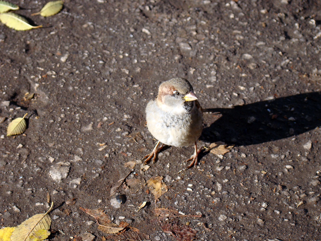 sparrow bird asphalt free photo