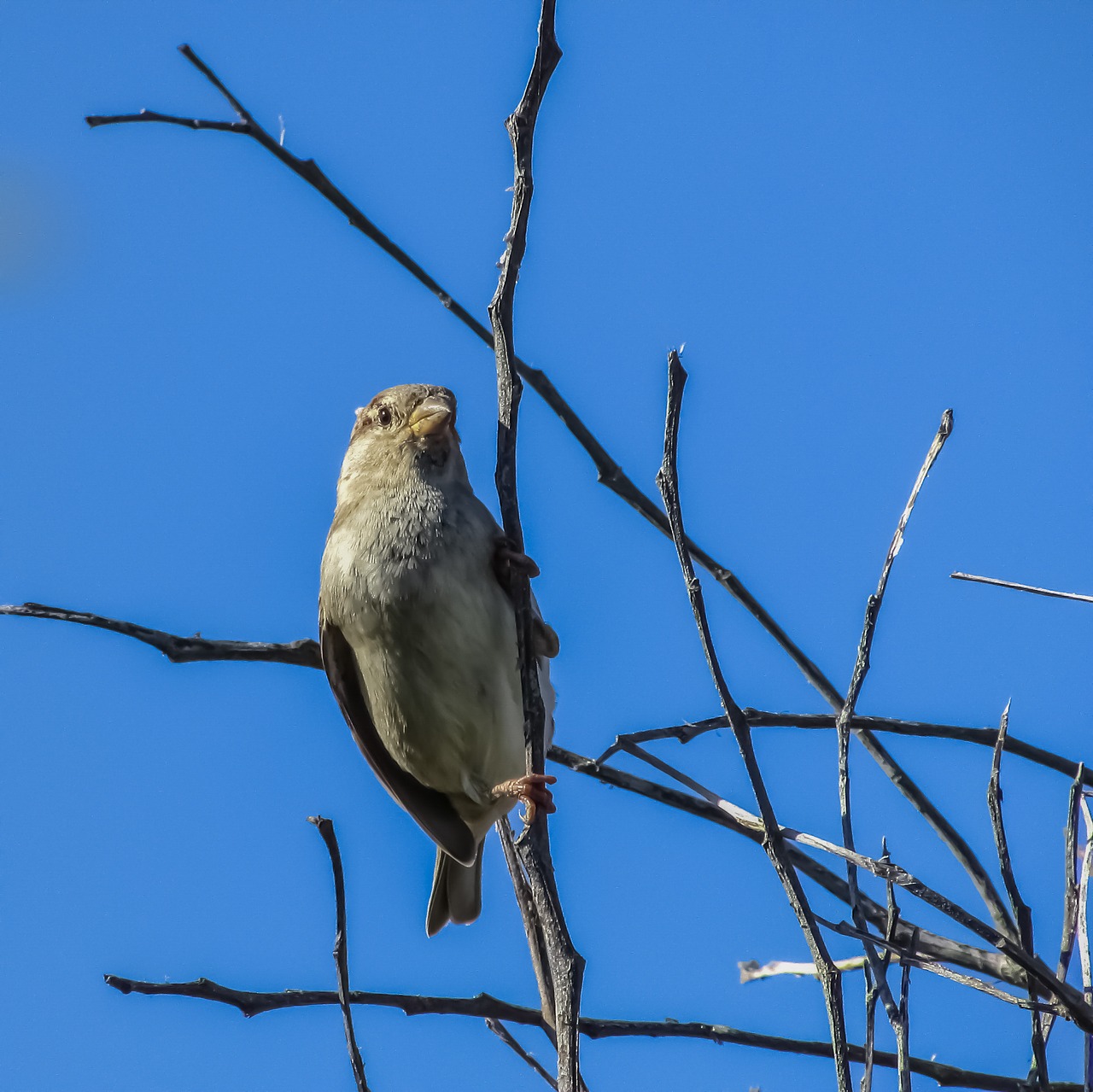 sparrow tree bird free photo