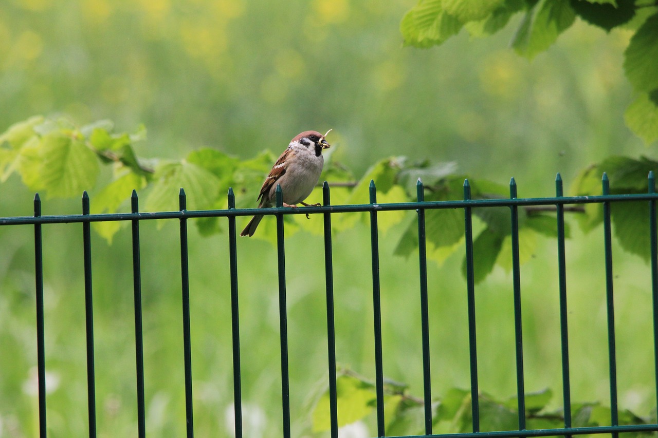 sparrow green animal free photo